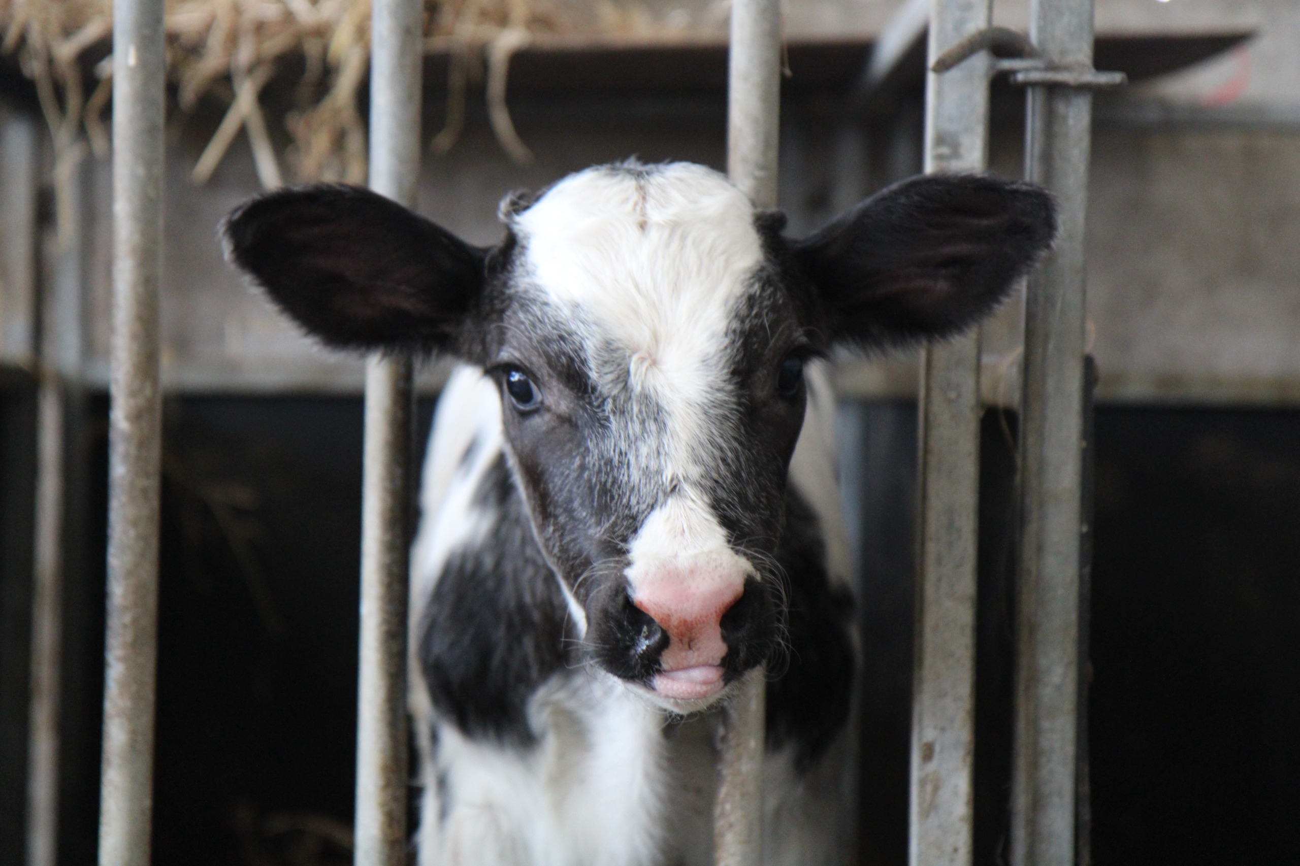 Young calf portrait in the shed