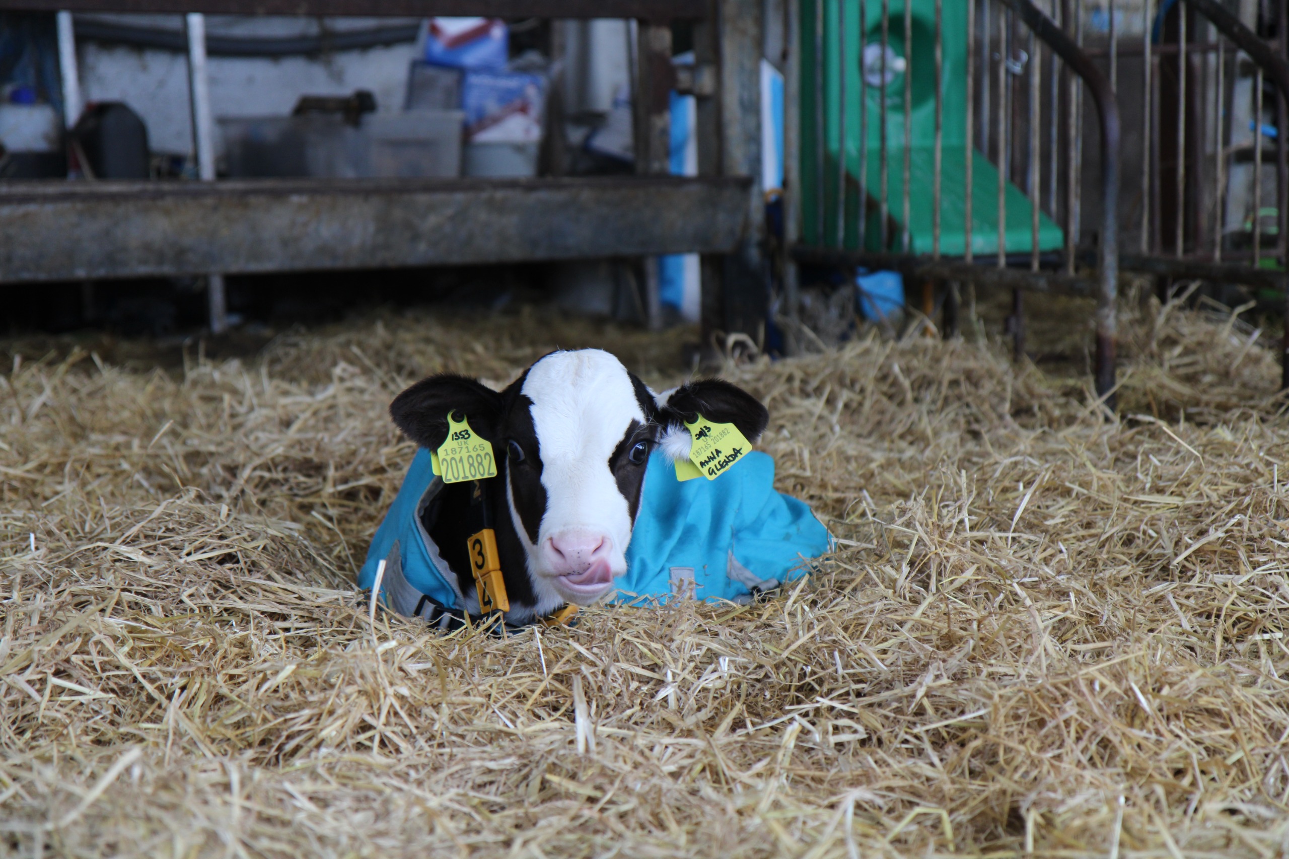Newborn calf resting in straw